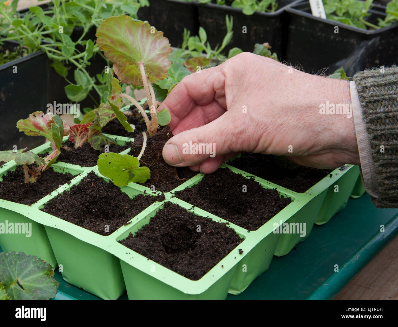 Un giardiniere potting sul vivaio Comprata spina Trailing Begonia pianta in moduli riempiti con il compost sul banco di lavoro di serra. Foto Stock