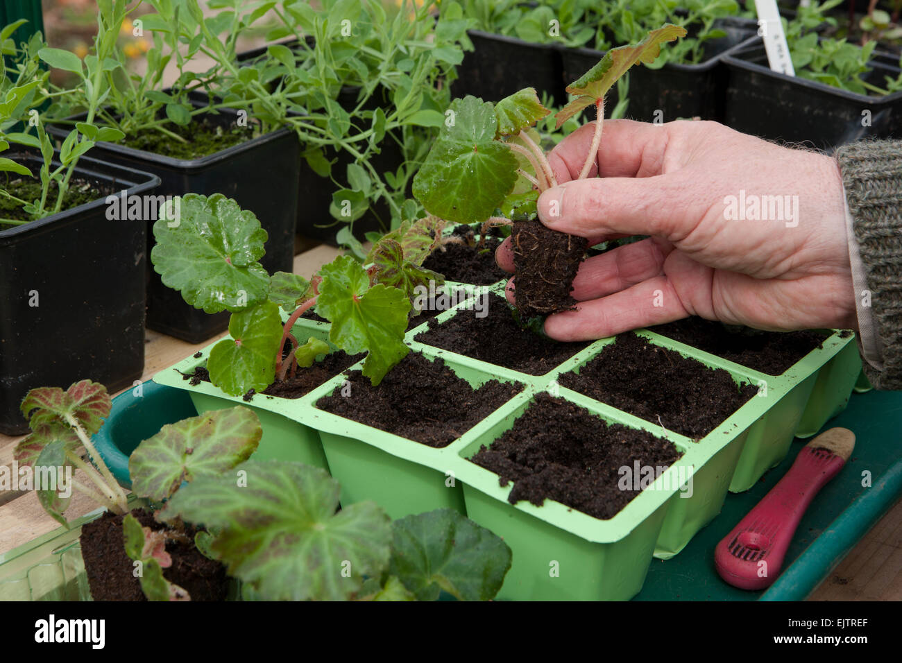 Un giardiniere potting sul vivaio Comprata spina Trailing Begonia pianta in moduli riempiti con il compost sul banco di lavoro di serra. Foto Stock