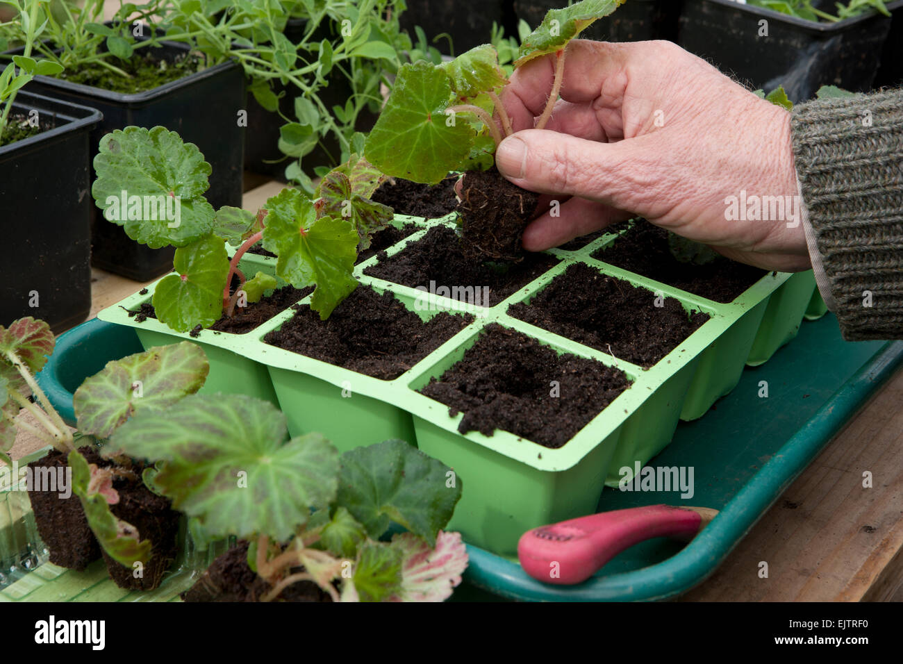 Un giardiniere potting sul vivaio Comprata spina Trailing Begonia pianta in moduli riempiti con il compost sul banco di lavoro di serra. Foto Stock
