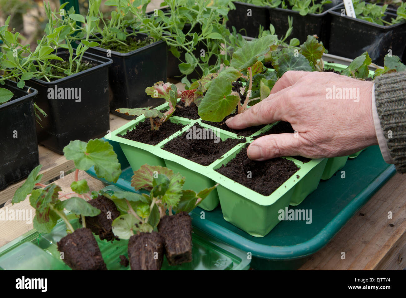 Un giardiniere potting sul vivaio Comprata spina Trailing Begonia pianta in moduli riempiti con il compost sul banco di lavoro di serra. Foto Stock