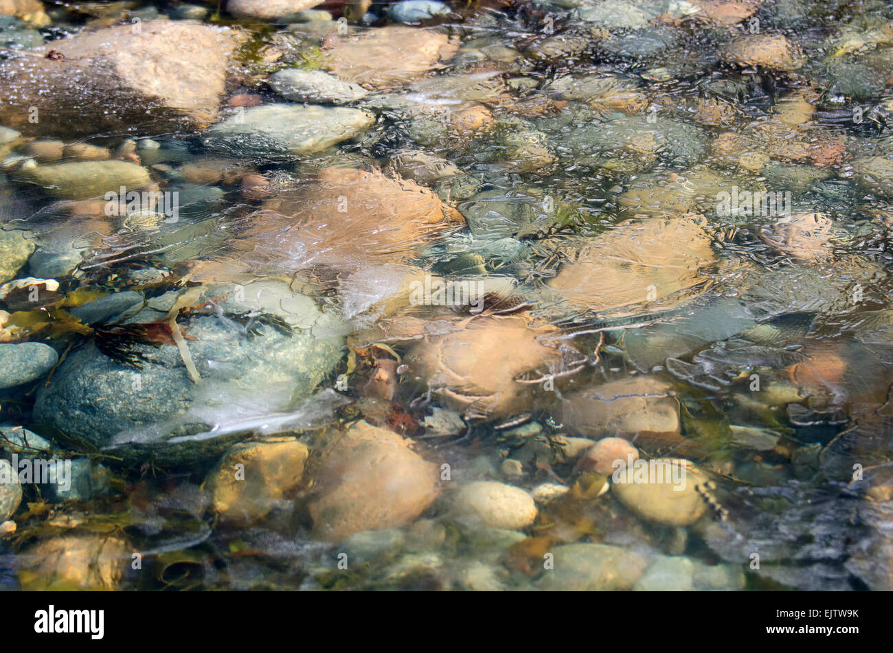 Un sottile skim di ghiaccio veli beach pietre sulla piccola spiaggia di cacciatori, Parco Nazionale di Acadia, Maine. Foto Stock