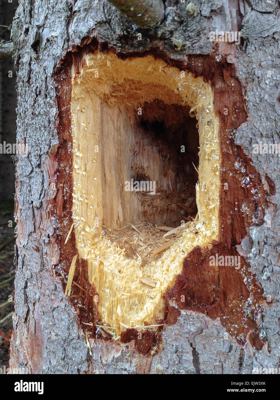 Foro di Picchio - vista ravvicinata di un profondo foro praticato in un tronco da un picchio. Foto Stock