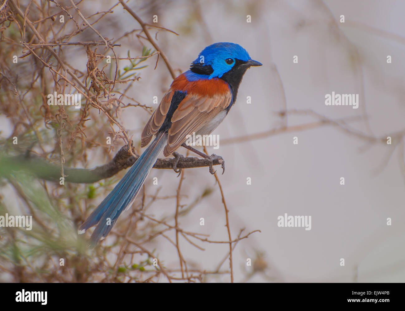 Blu variegato Wren Foto Stock