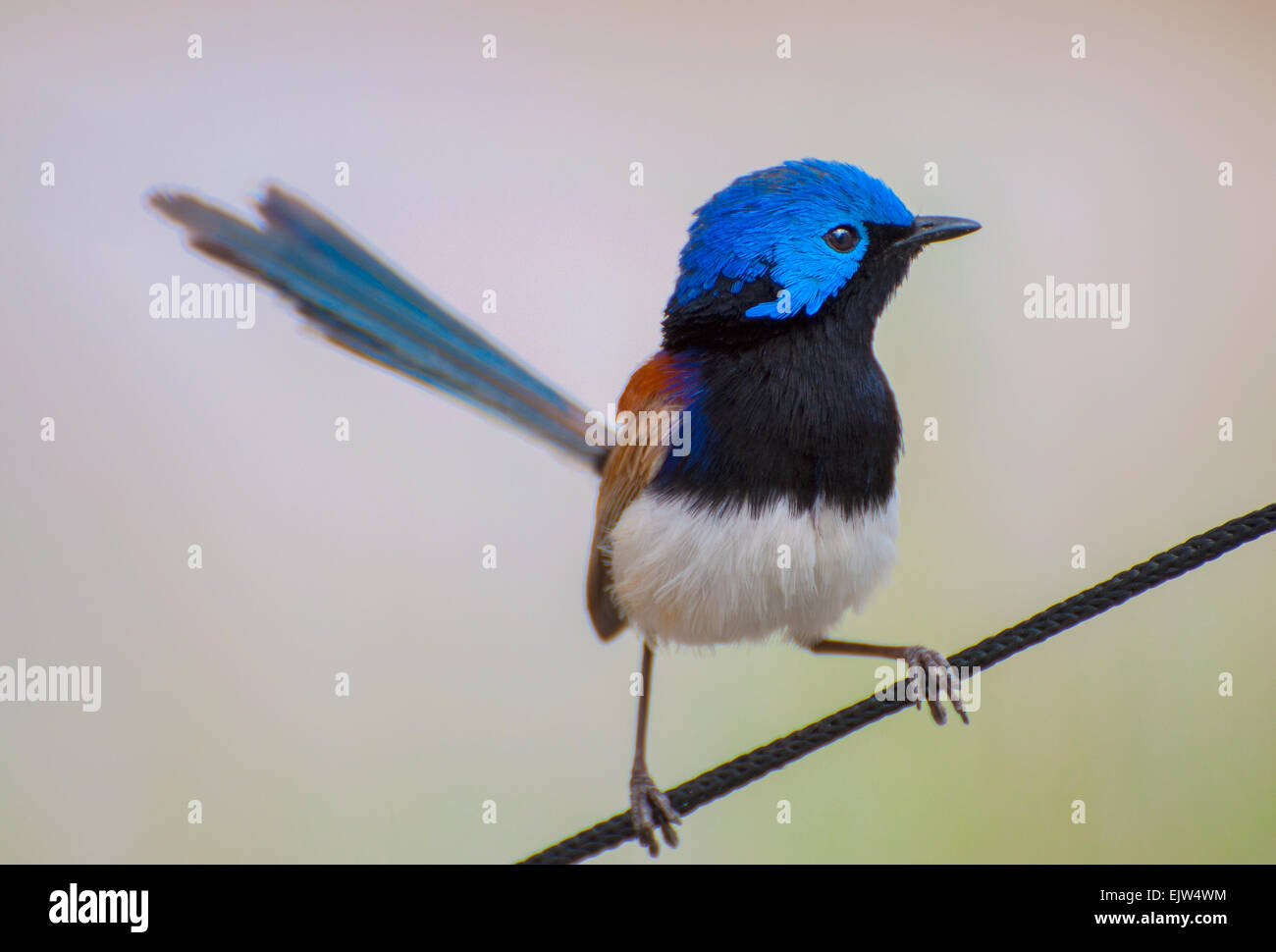 Blu variegato Wren Foto Stock