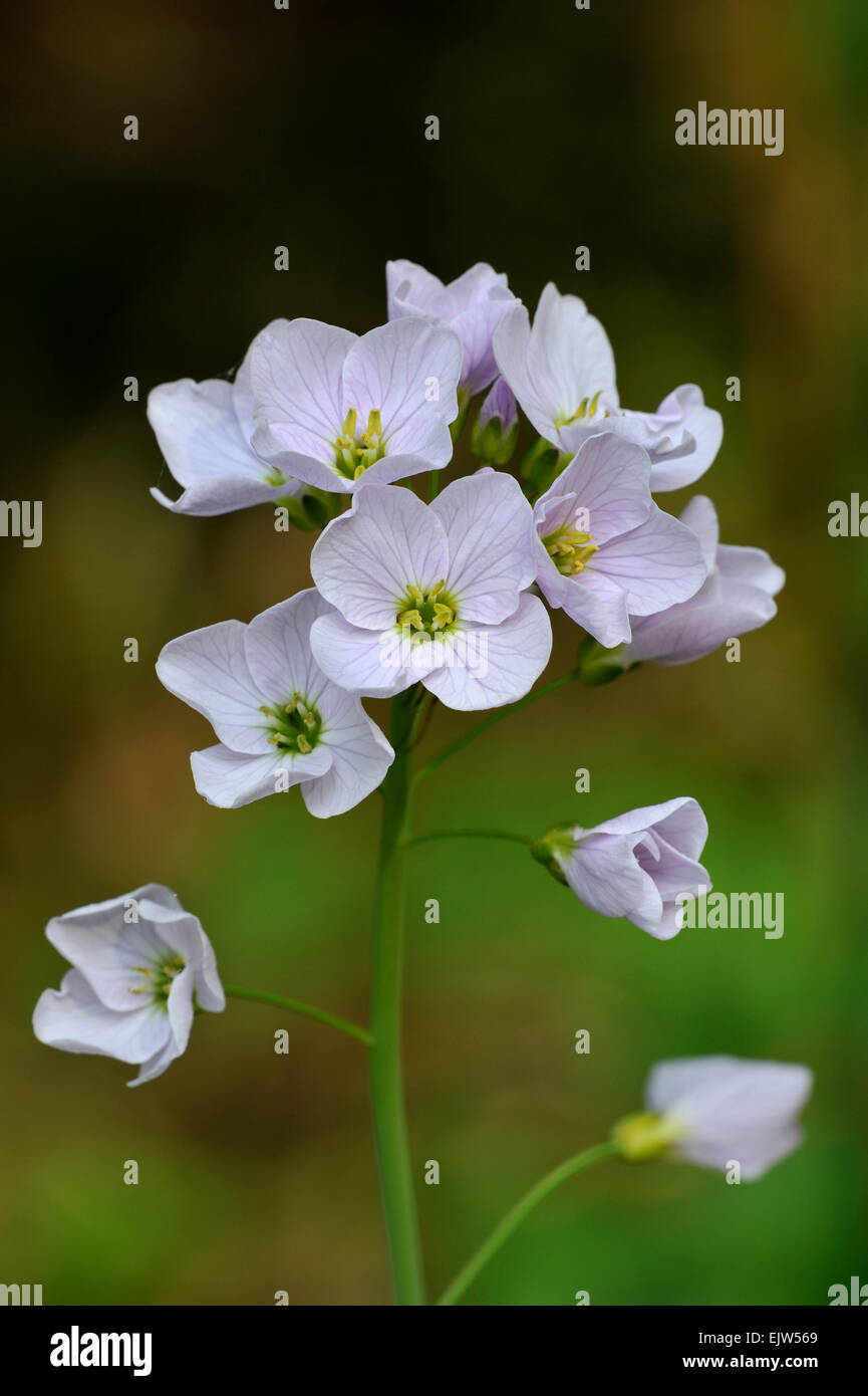 Il cuculo fiori / cuckooflower / lady's smock (cardamine pratensis) in fiore Foto Stock