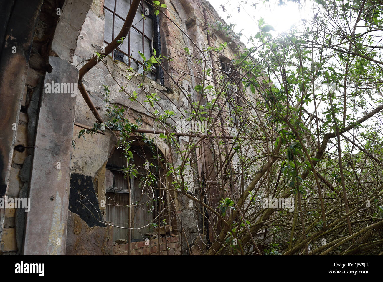 Alta venti esporre lo stato reale dell'edificio abbandonato il Swindon Corn Exchange altrimenti noto come il Locarno. Foto Stock