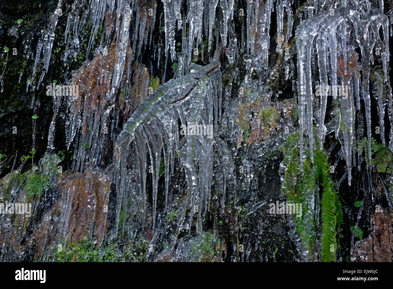 OREGON - acqua che gocciola fuori da una scogliera ha congelato per inglobare le felci e foglie lungo il sentiero a nord scende a Silver Falls State Park. Foto Stock