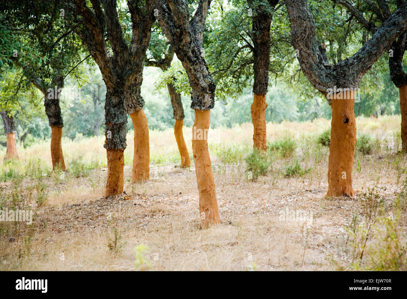 Le querce da sughero in Andalusia in Spagna Foto Stock