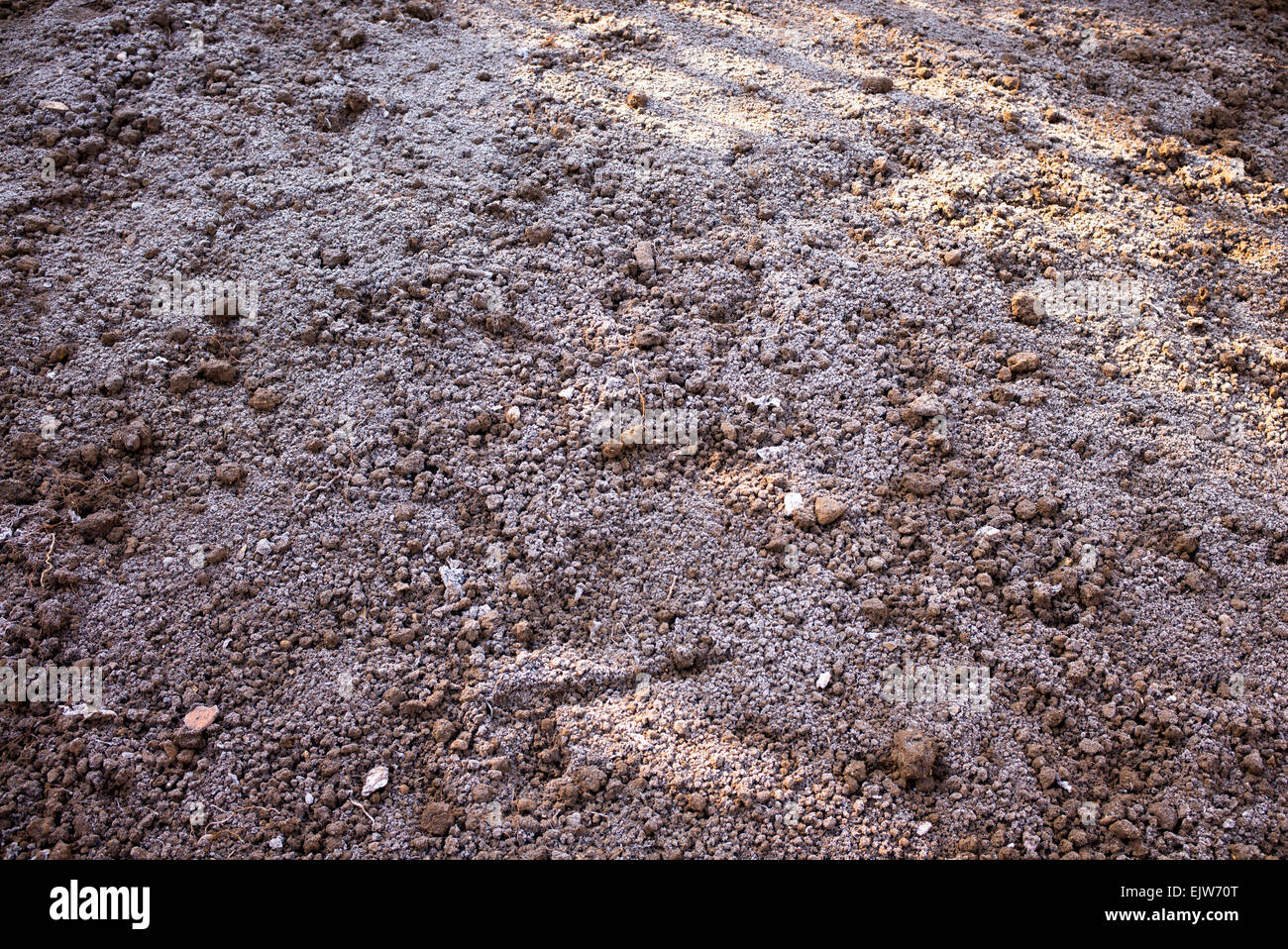 Appena scavato patch vegetale coperto in un inizio di primavera gelo in ombra e luce. Regno Unito Foto Stock