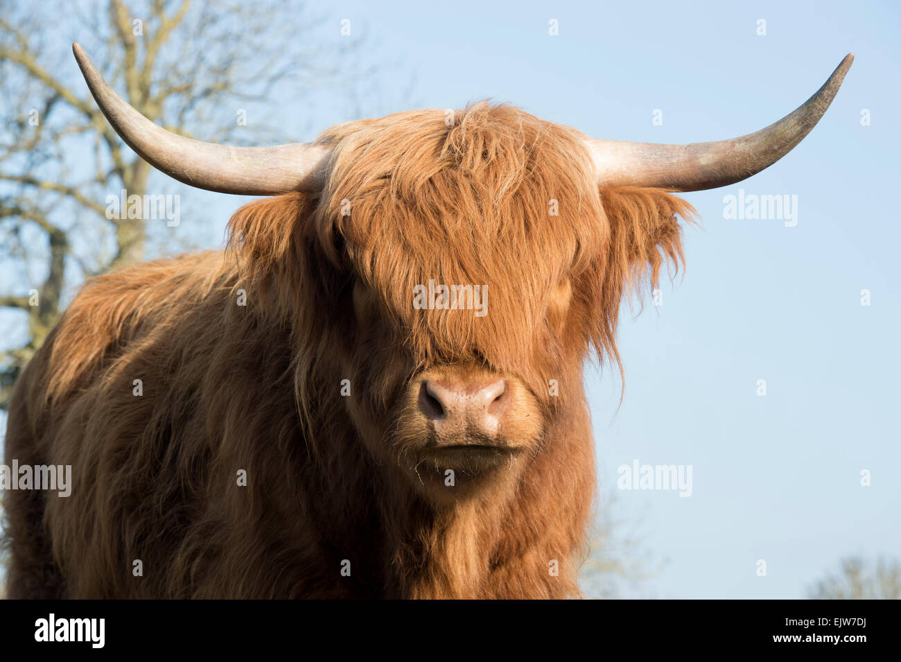 Cunegra Set 4 Quadri Su Tela Per Bagno - Mucche Highland In Situazioni Divertenti, Poster Decorativi Rustici Senza Cornice, 25x20cm - 2