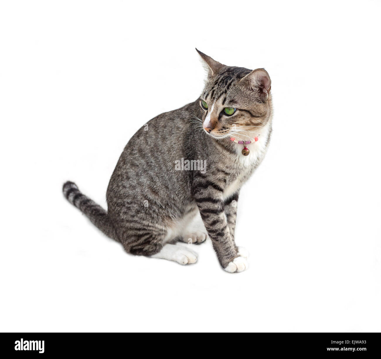 Giovani gatto con gli occhi verdi, separate su bianco. Foto Stock
