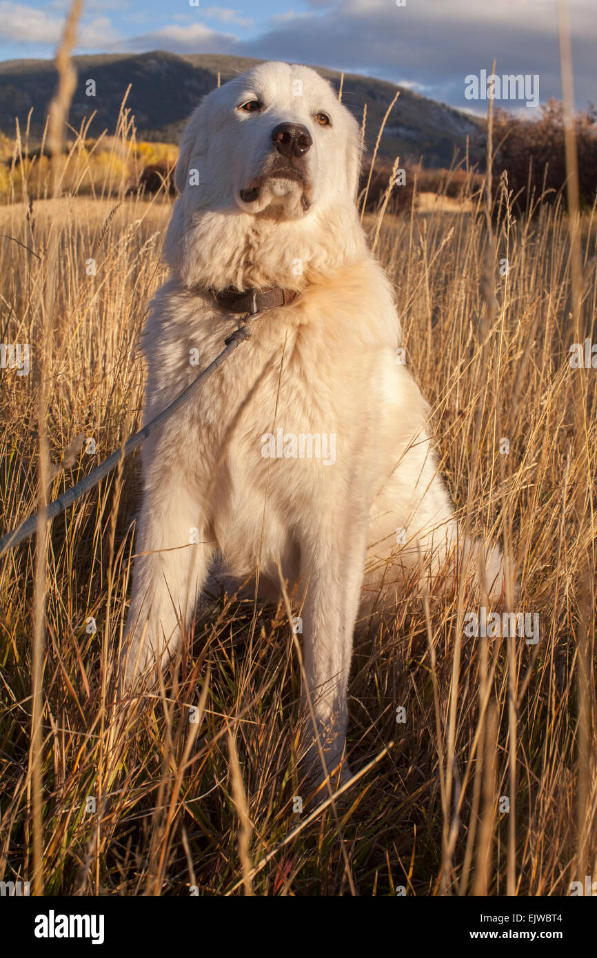 Stati Uniti d'America, Colorado, Ritratto di cane nel campo Foto Stock