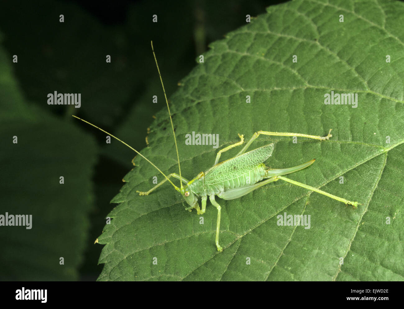 Oak Bush Cricket - Meconema thallasinium Foto Stock