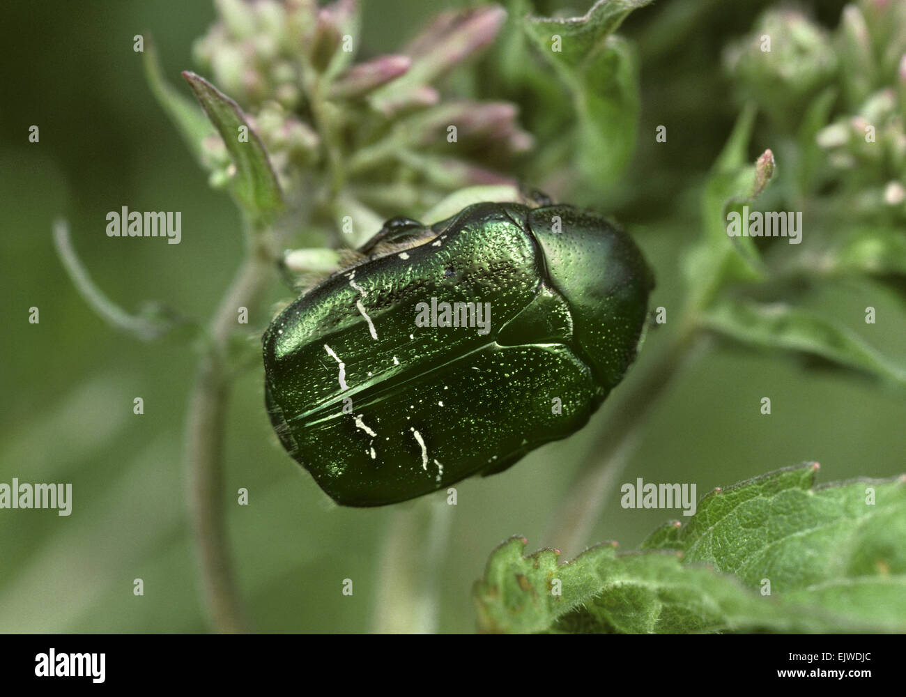 Rose - Chafer Cetonia aurata Foto Stock