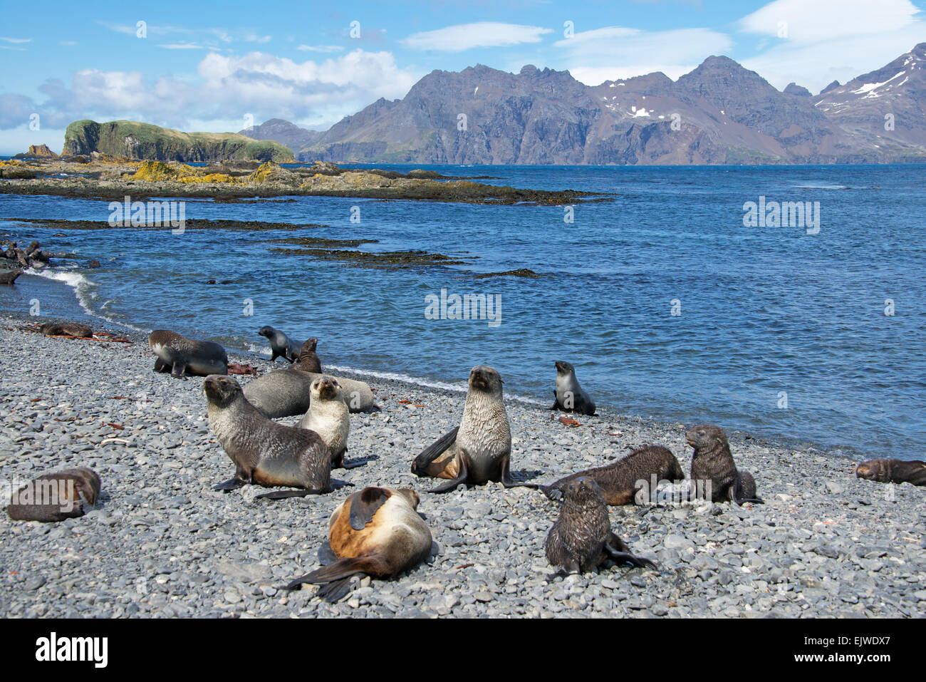Le foche sulla spiaggia ghiaiosa Prion Island Georgia del Sud Foto Stock