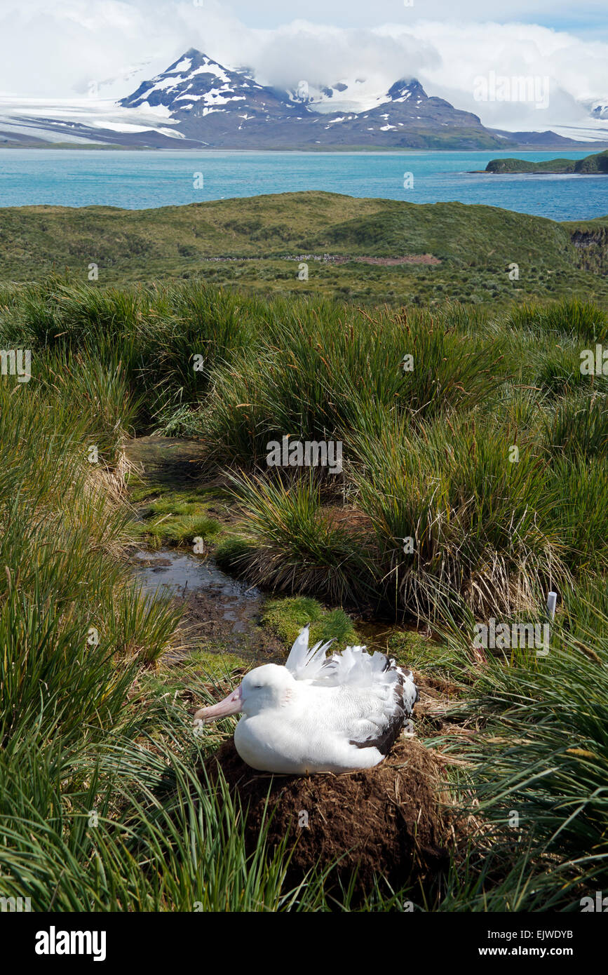 Albatro errante sul nido Prion Island con il continente in distanza Georgia del Sud Foto Stock