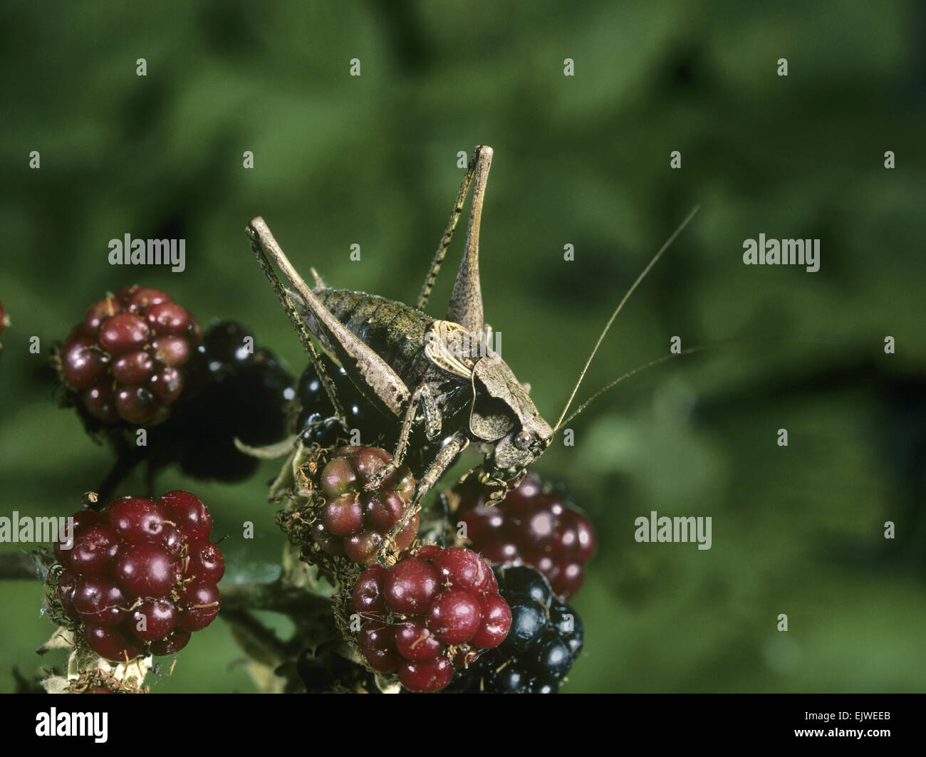 Dark Bush Cricket - Pholidoptera griseoaptera Foto Stock