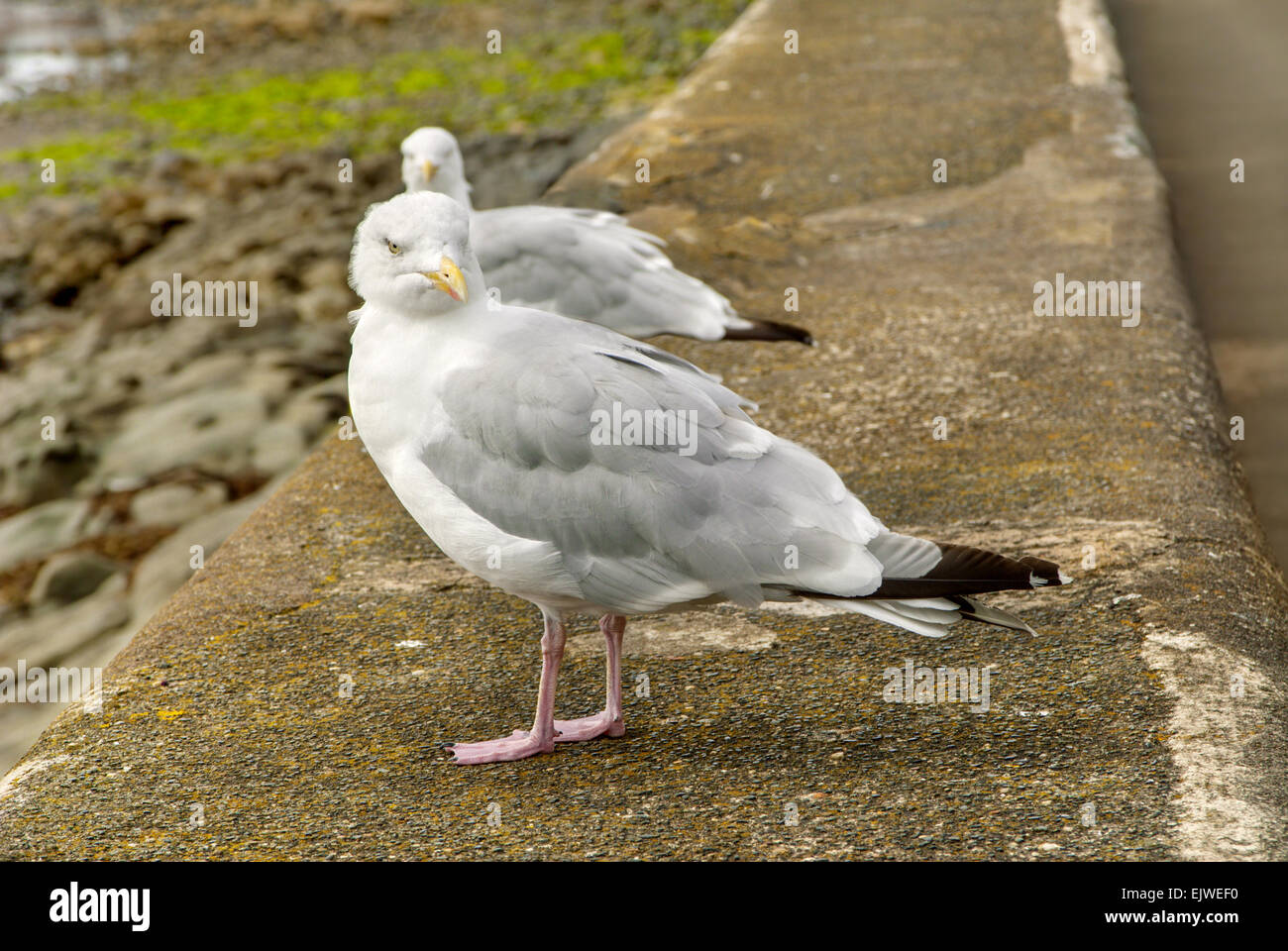 Due gabbiani reali (gabbiani) arroccato sulla parete del porto Foto Stock