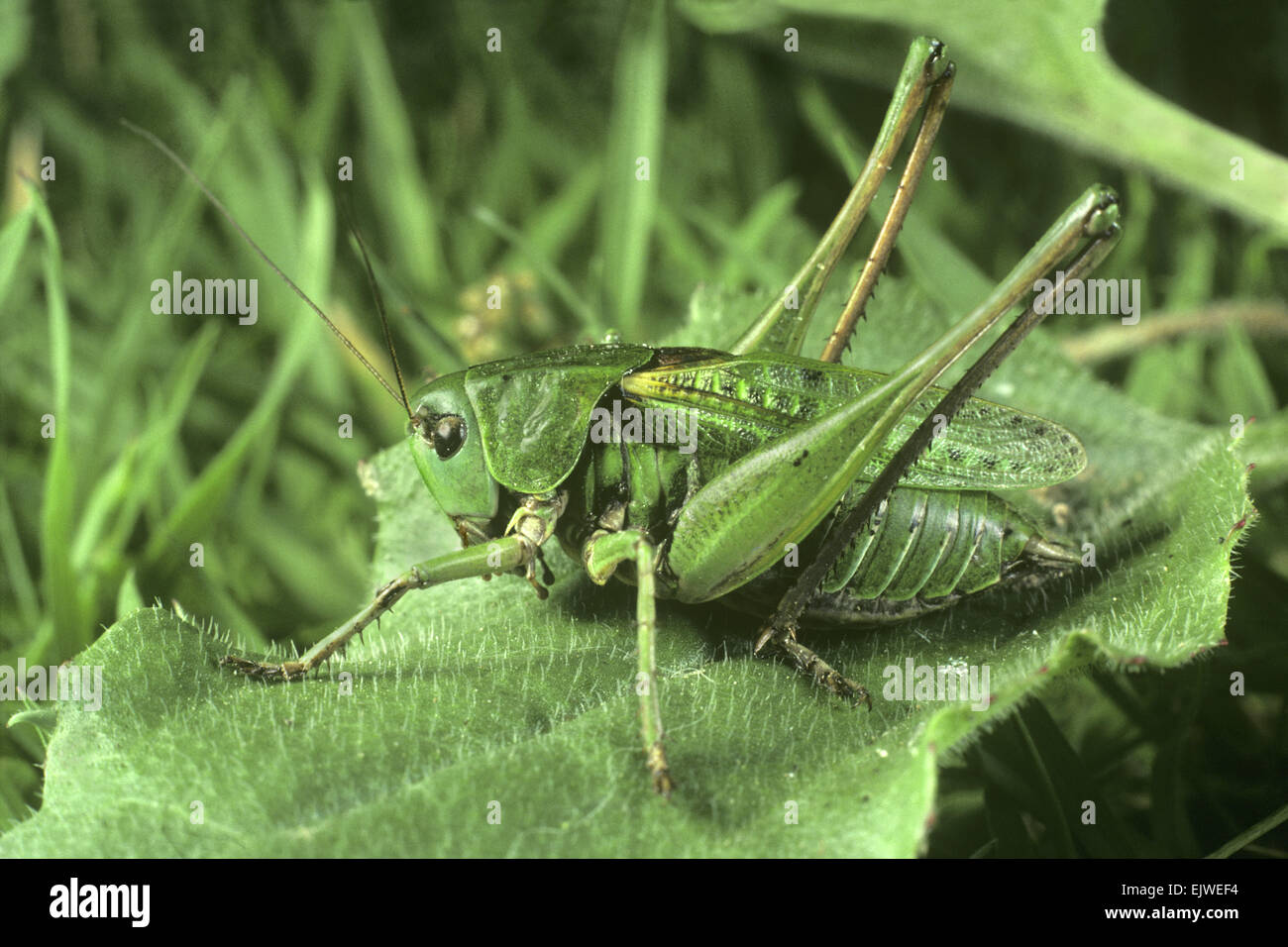 Boccola Wartbiter Cricket - Decticus verrucivorus Foto Stock