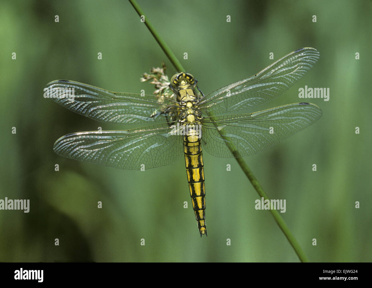 Nero-rivestita Skimmer - Orthetrum cancellatum Foto Stock