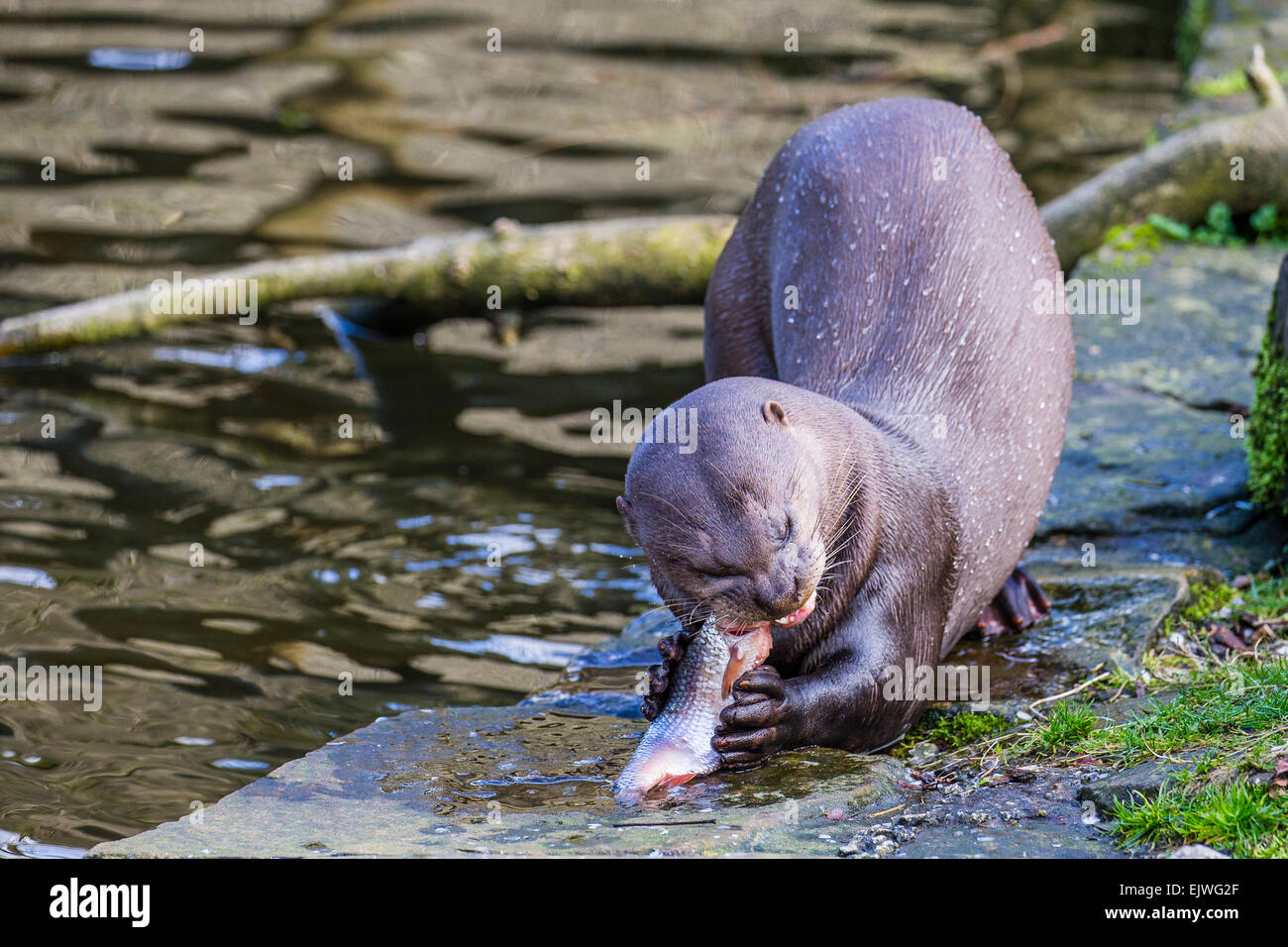 Sud America Lontra Gigante a Chestnut Wildlife Conservation Centre in cappella en le Frith, Derbyshire Foto Stock