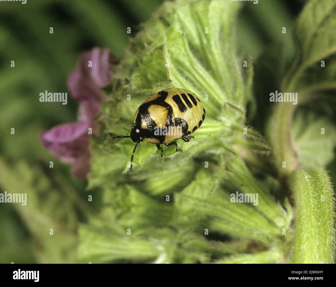 Pied scudo Bug - Sehirus bicolor Foto Stock