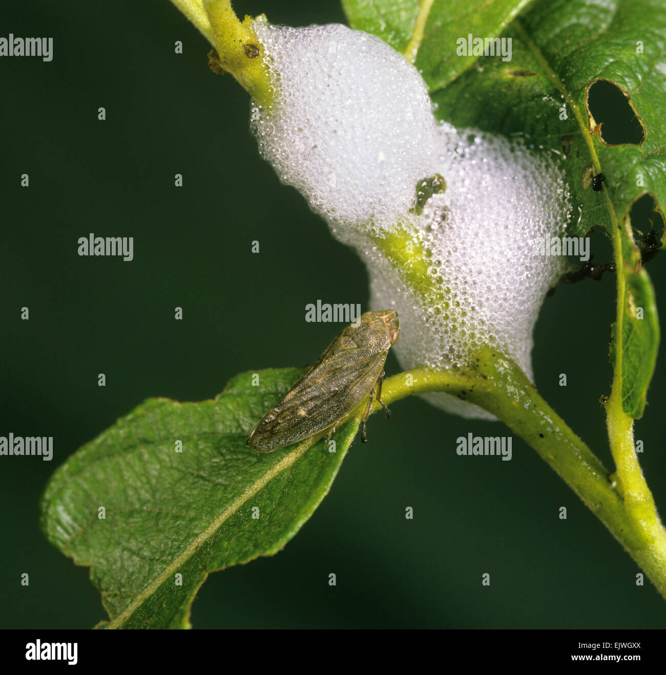 Froghopper - Philaenus spumarius Foto Stock