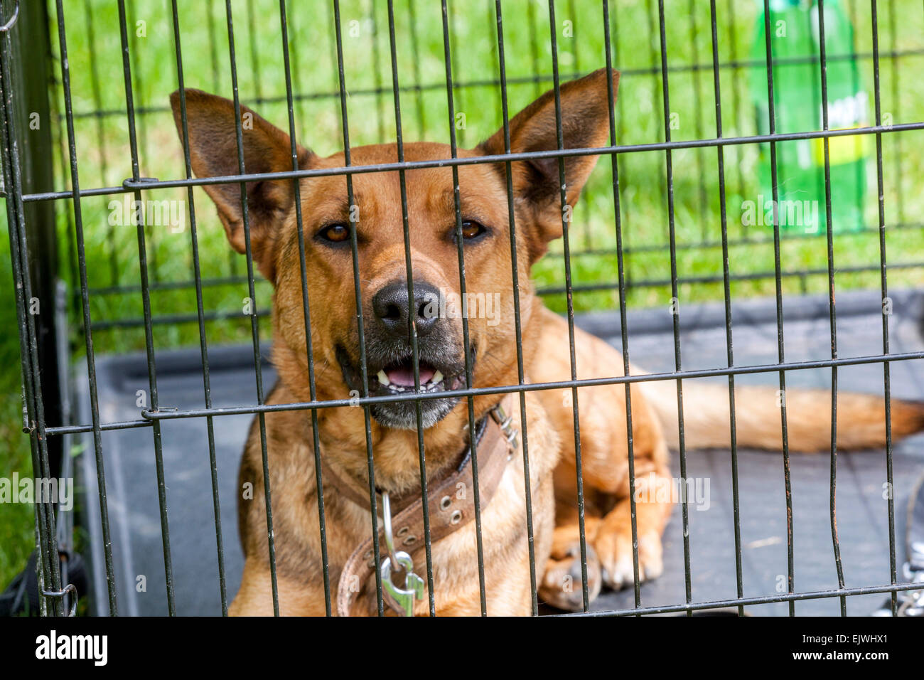 Cane in gabbia Foto Stock