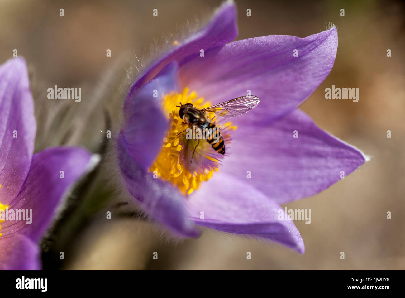 Fiore Pasque, Pulsatilla vulgaris primo piano hoverfly in fiore rosa marcia Foto Stock