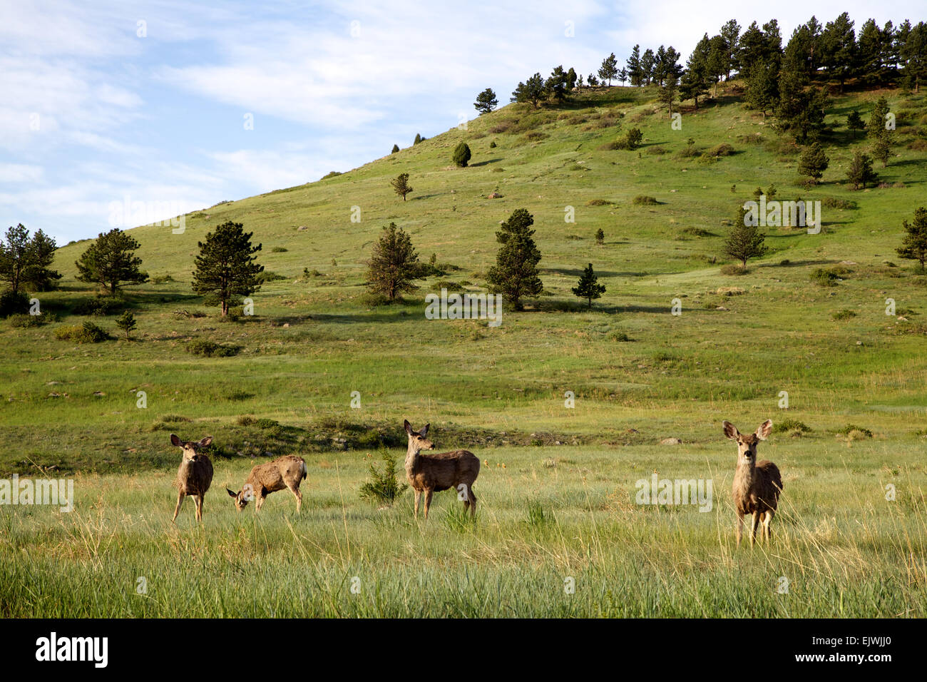 Quattro Mule Deer foraggio Foto Stock