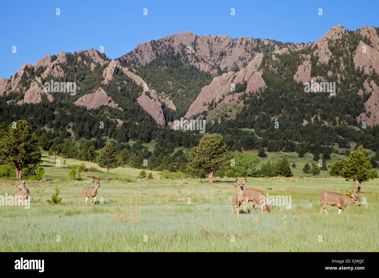 Mule Deer foraggio Foto Stock