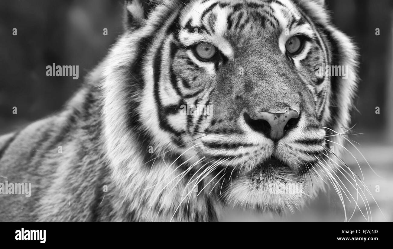 La grande tigre del Bengala ringhia nel giardino zoologico di Cordoba, Spagna Foto Stock