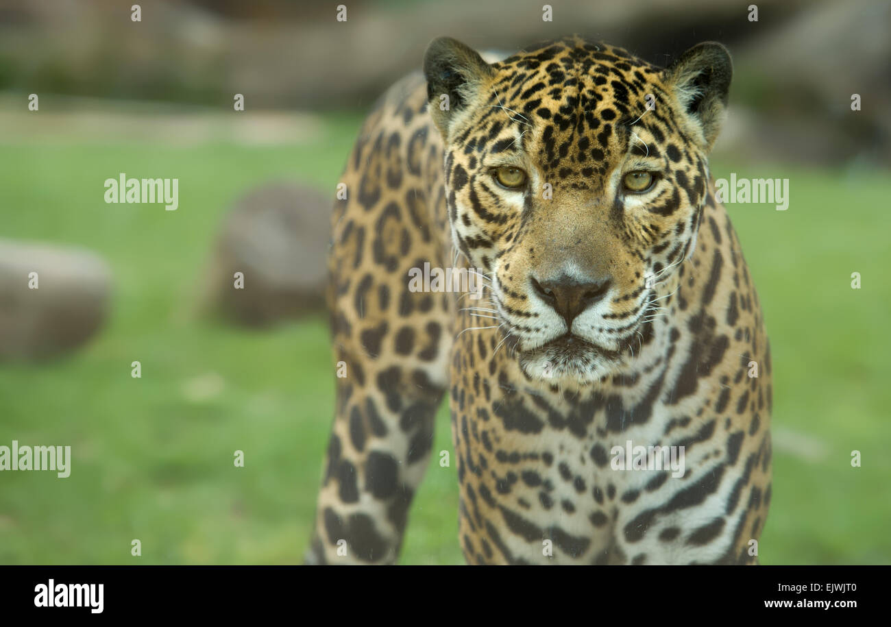 In prossimità del magnifico big cat jaguar o Panthera onca occhi fissando la telecamera Foto Stock