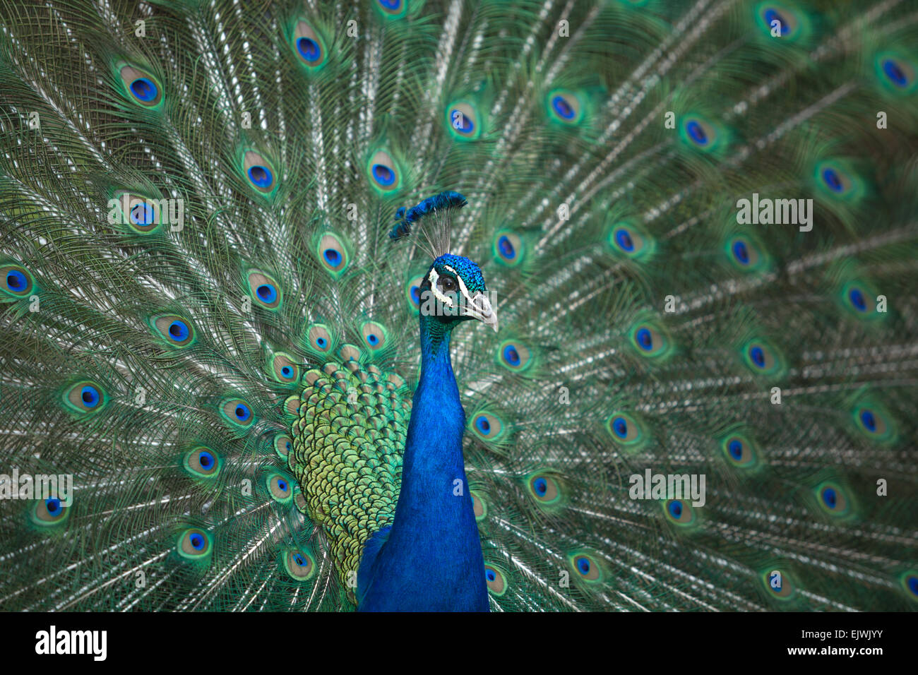 Il sistema di richieste di rimborso pavone indiano con coda estesa, lo Zoo di Cordoba, Spagna Foto Stock