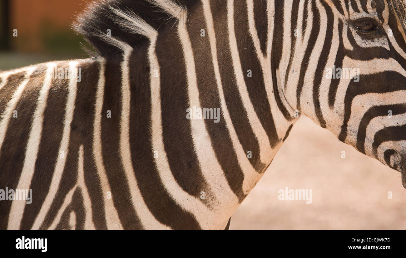 Zebra vista da vicino e i dettagli delle sue stampe, lo Zoo di Cordoba, Spagna Foto Stock