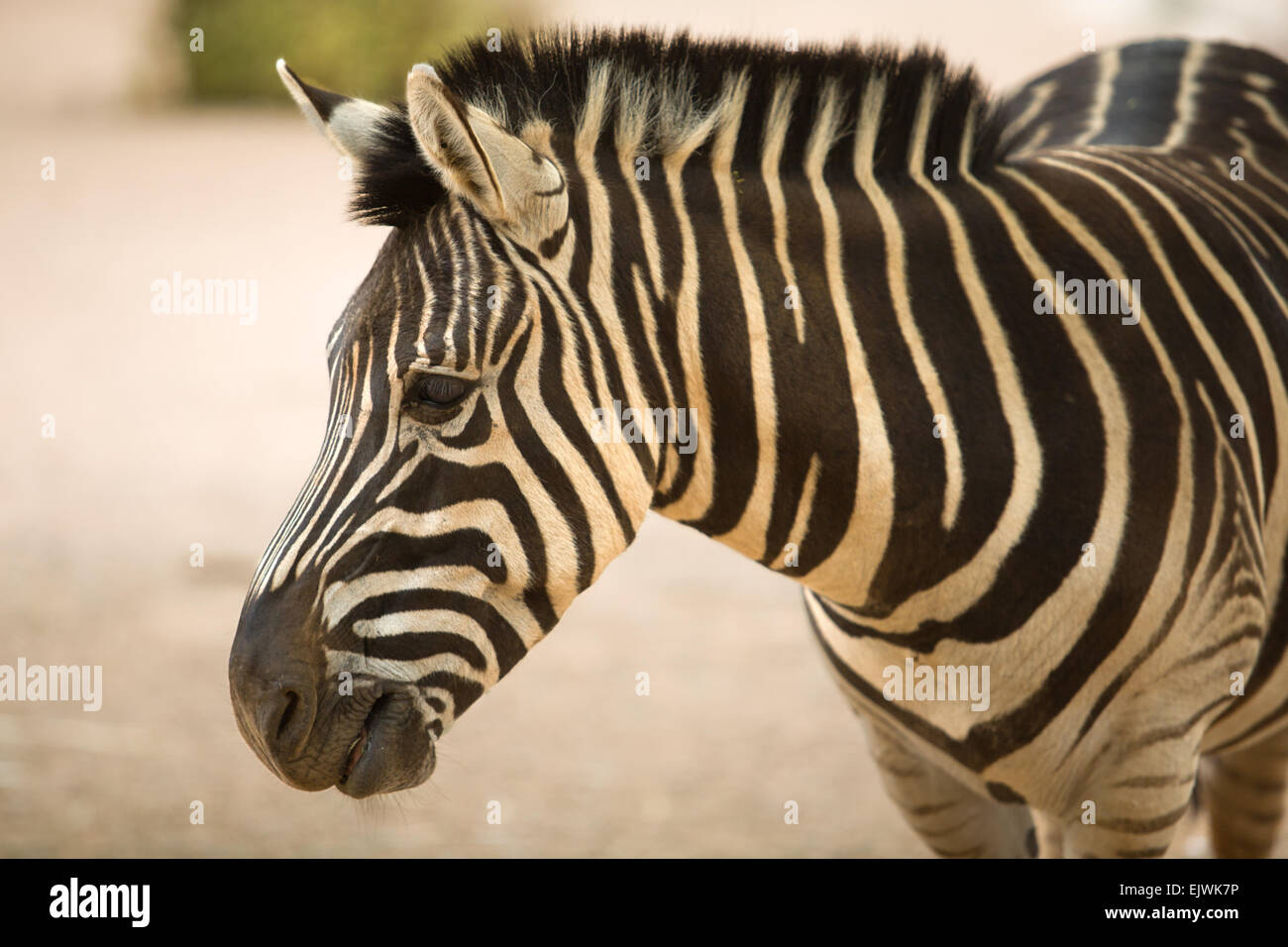 Zebra vista da vicino e i dettagli delle sue stampe, lo Zoo di Cordoba, Spagna Foto Stock