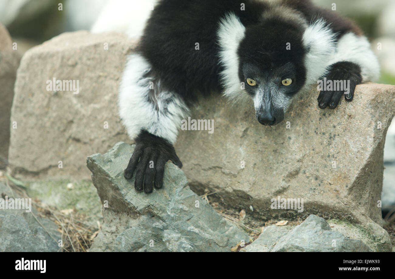 Lemuri, cute monkey animale dal Madagascar. Bianco e nero lemure increspato (Varecia variegata) Foto Stock