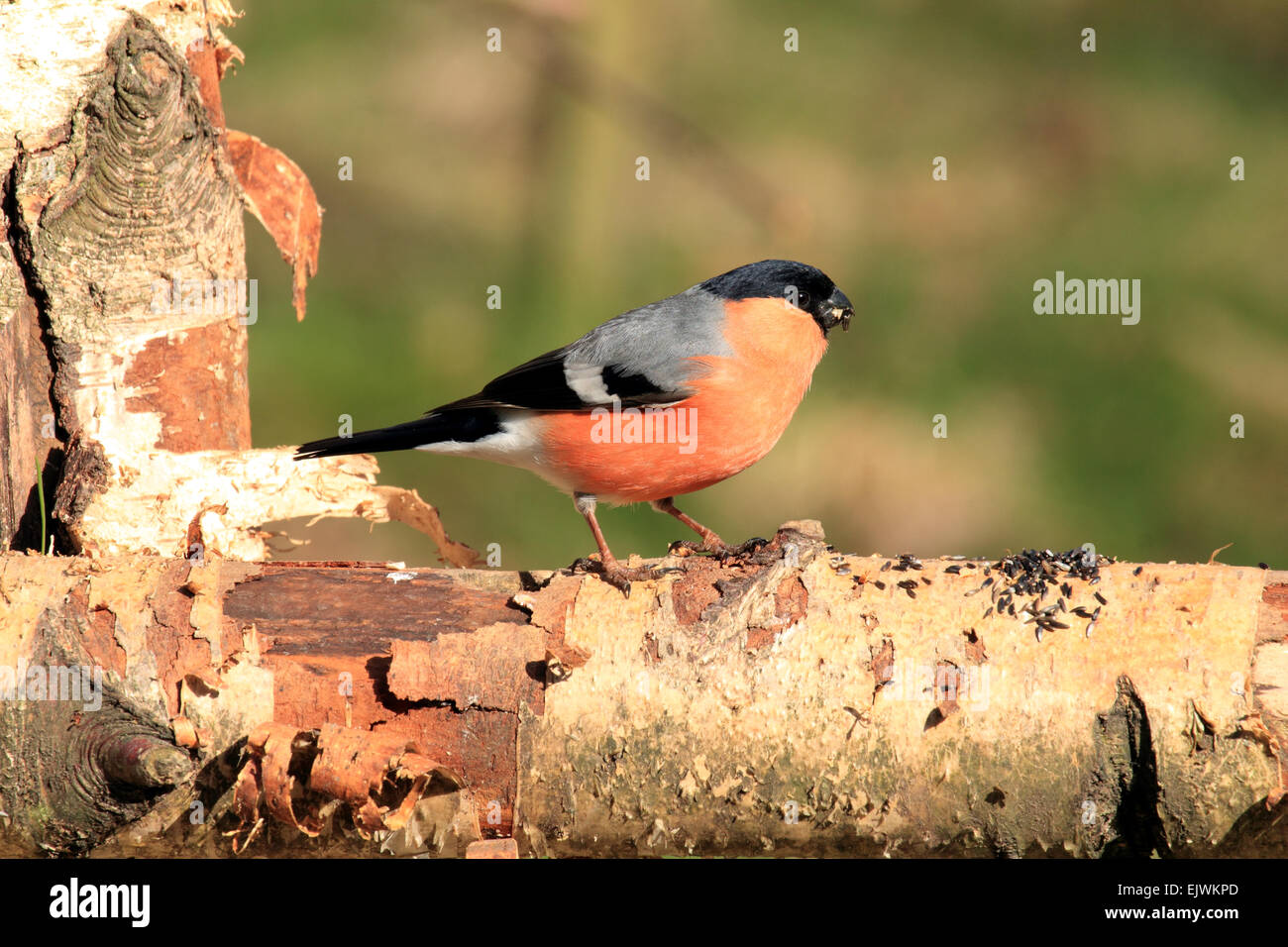 Bullfinch Pyrrhula pyrrhula passerine bird in finch la famiglia Foto Stock