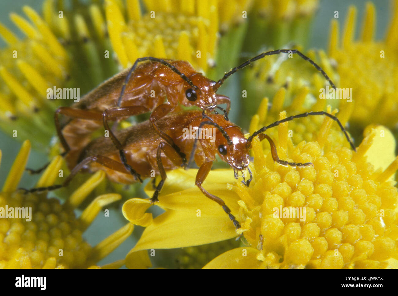 Soldato Beetle - Rhagonycha fulva Foto Stock