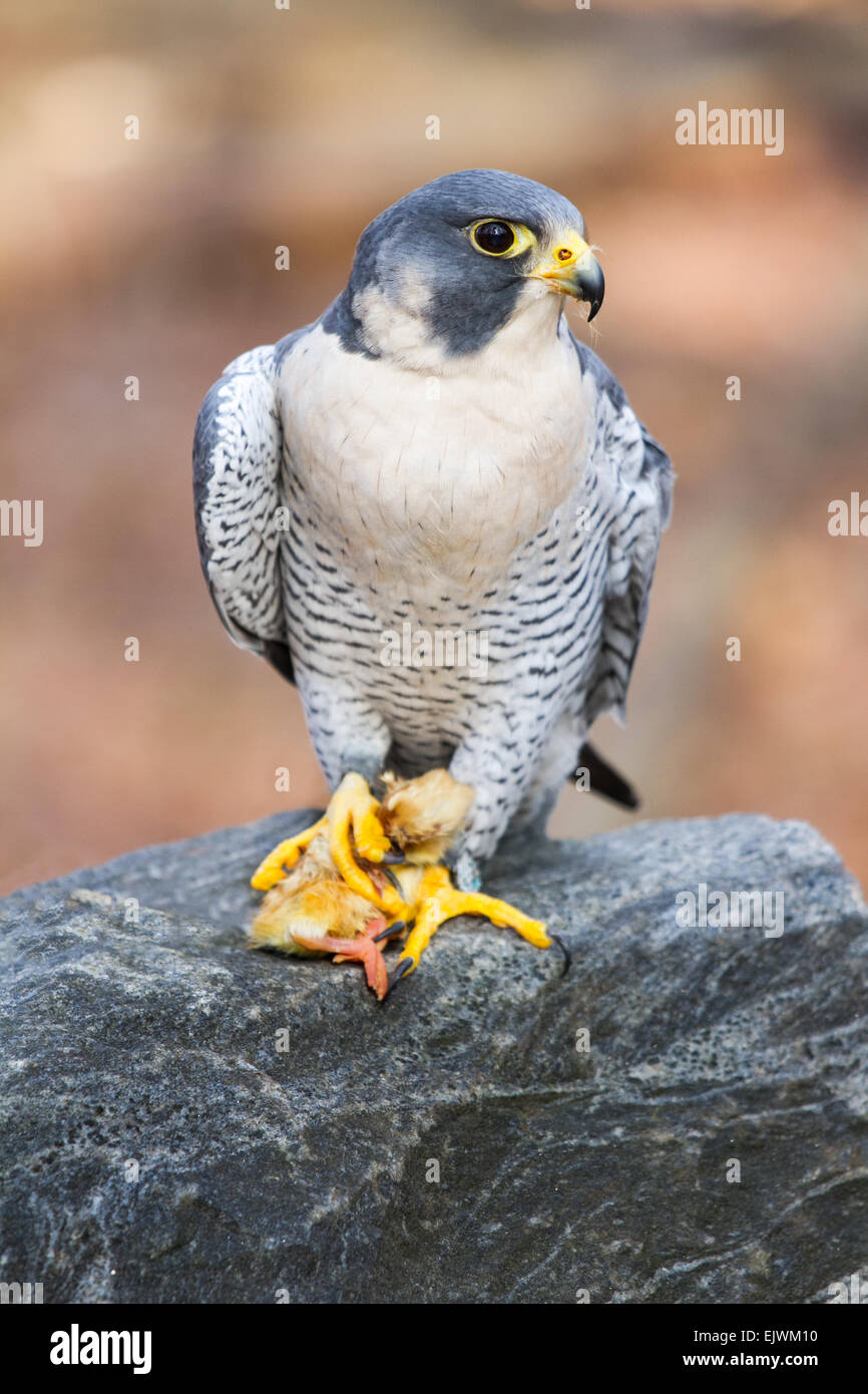Un falco pellegrino di mangiare un giovane pollo. Foto Stock