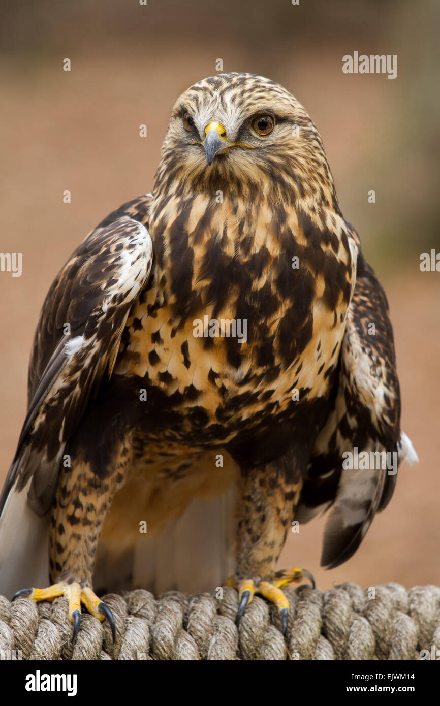 Una ruvida zampe hawk arroccato su una fune. Foto Stock