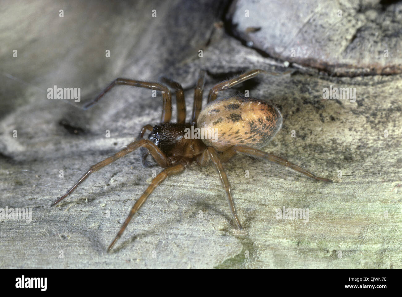 Lace-weaver Spider - Amaurobius similis Foto Stock