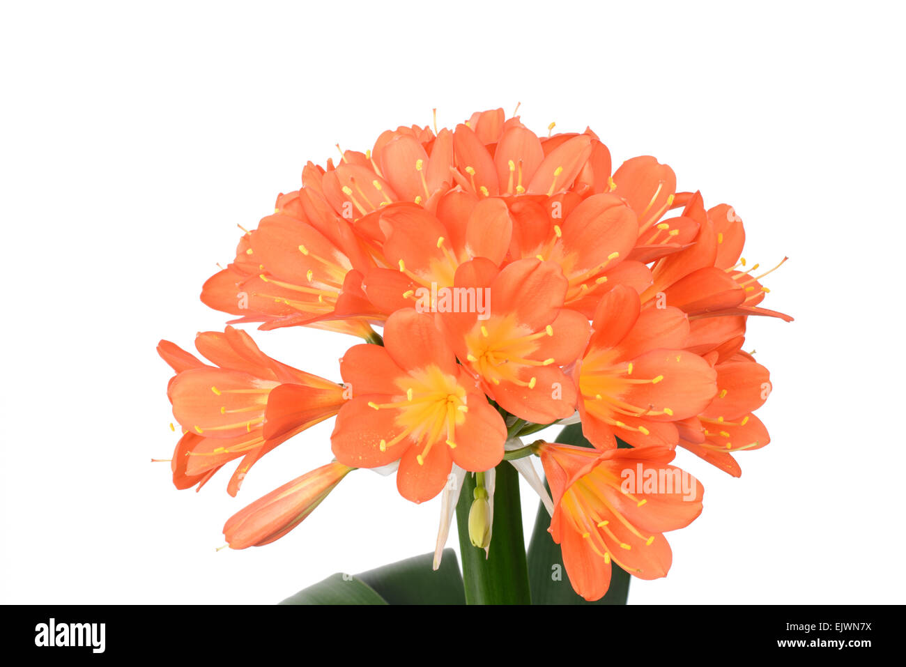 Primo piano della clivia miniata fiori in piena fioritura, isolato su bianco. È talvolta chiamato come Natal lily, Bush Iliy, Kaffir lily. Foto Stock