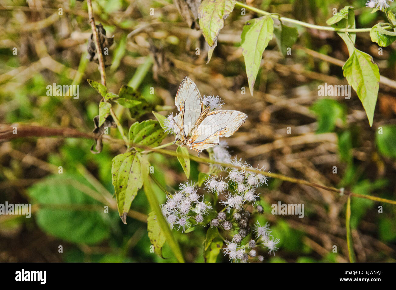 Bella bianca farfalla in Doi Phuka National Park, Nan, Thailandia Foto Stock