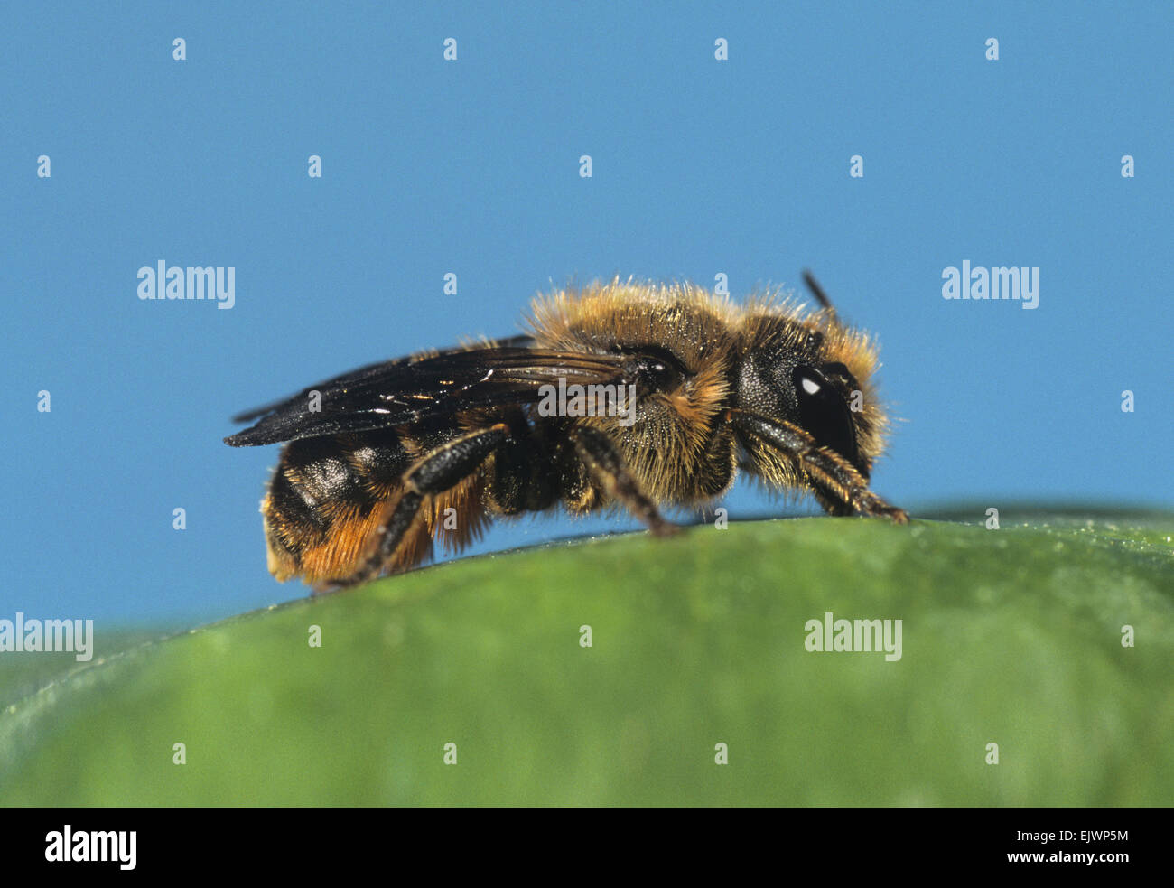 Foglia-Cutter Bee - Megachile centuncularis Foto Stock