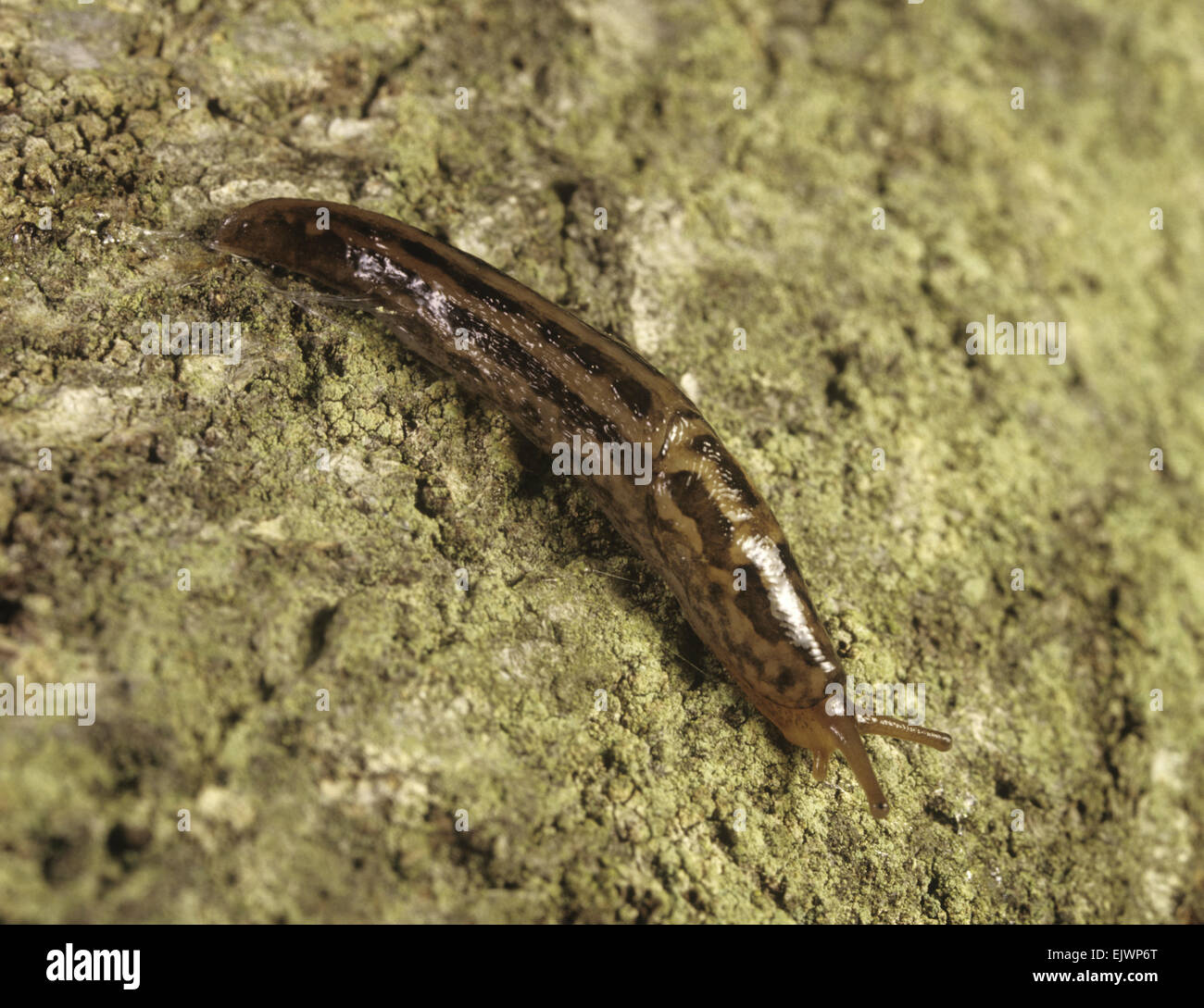 Leopard Slug - Limax maximus Foto Stock