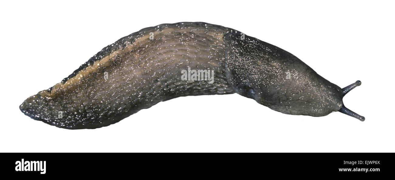 Ashy-grigio Slug - Limax cinereoniger Foto Stock
