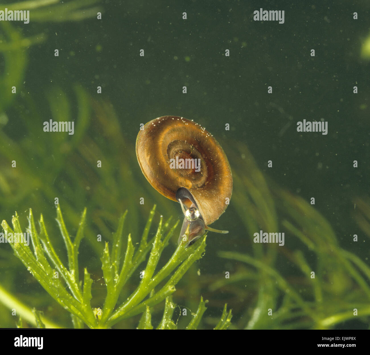 Ramshorn Snail - Planorbis planorbis Foto Stock
