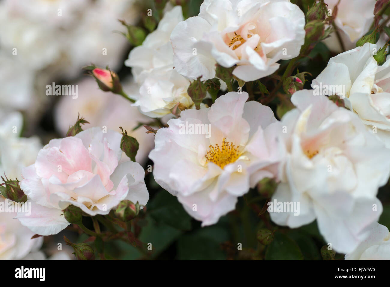 Rosa Ville de Lorgues Foto Stock