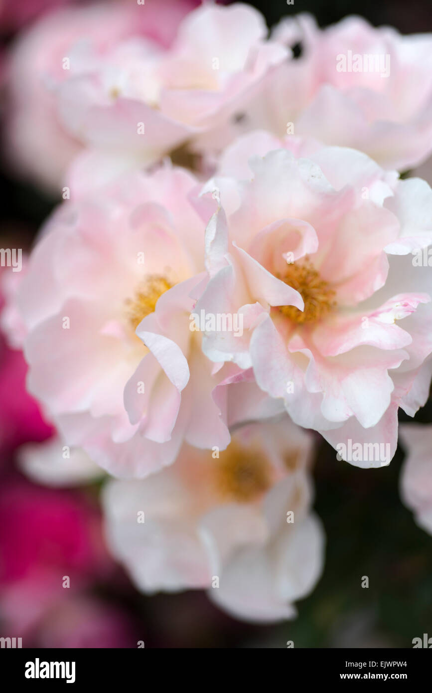 Rosa Ville de Lorgues Foto Stock